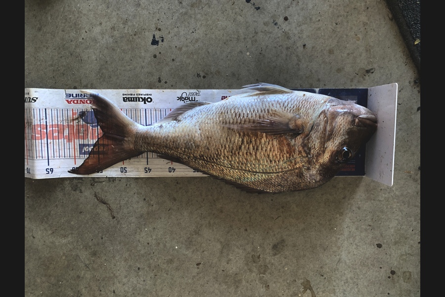 Mark Piskulic caught this 53.5cm Snapper at Northland during The Export NZ Fishing Competition